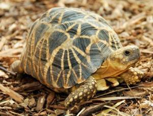 turtle