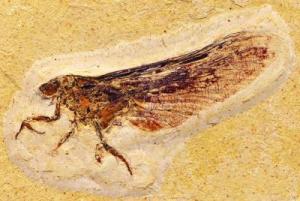 insect fossil