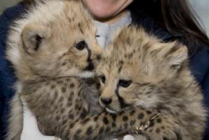 cheetahs