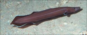 eel
