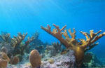 coral